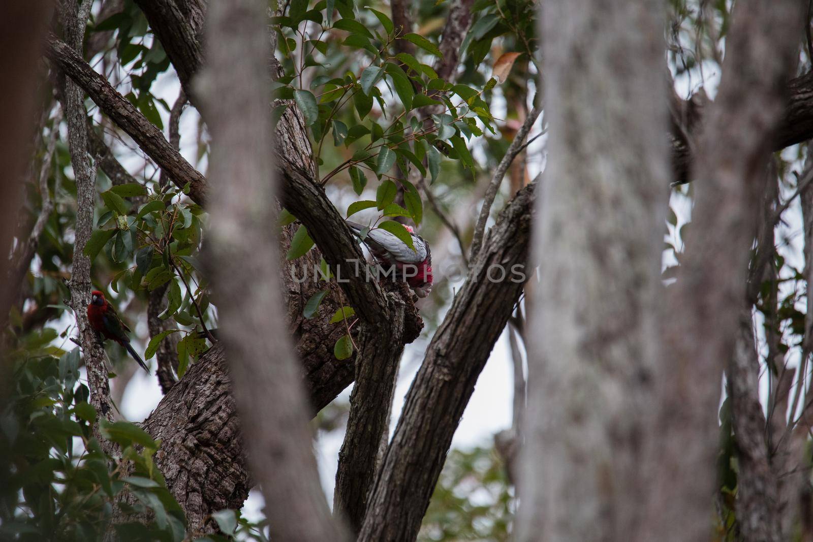 A pair of galahs investigating their nest in a tree. by braydenstanfordphoto