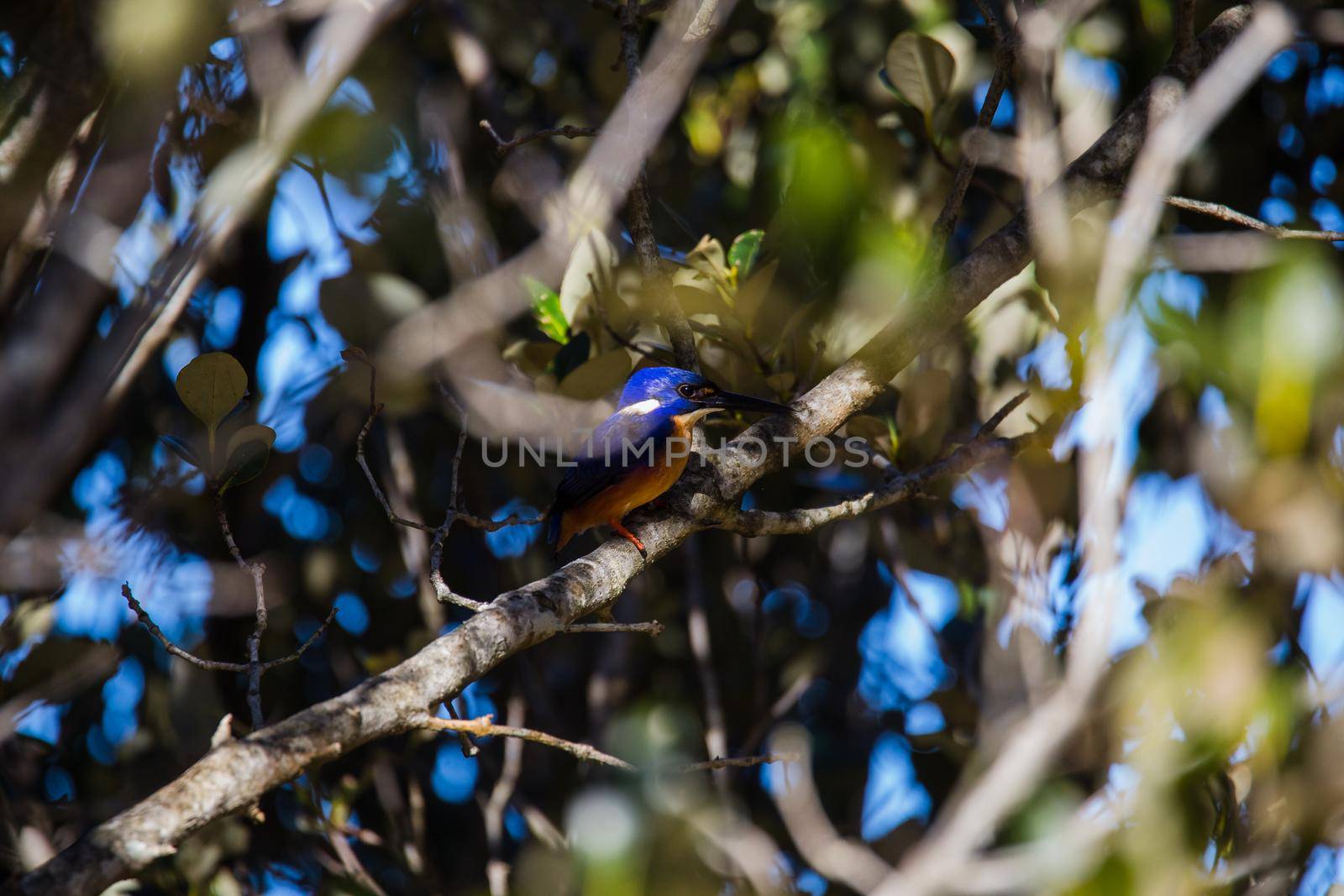 Azure Kingfishers perched on a tree branch watching over the lagoon by braydenstanfordphoto