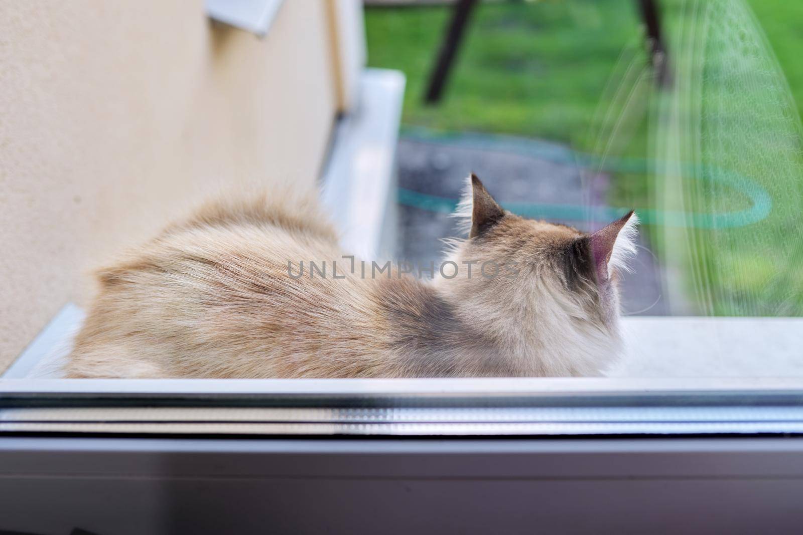 Fluffy domestic cat lying resting outdoors on the windowsill.