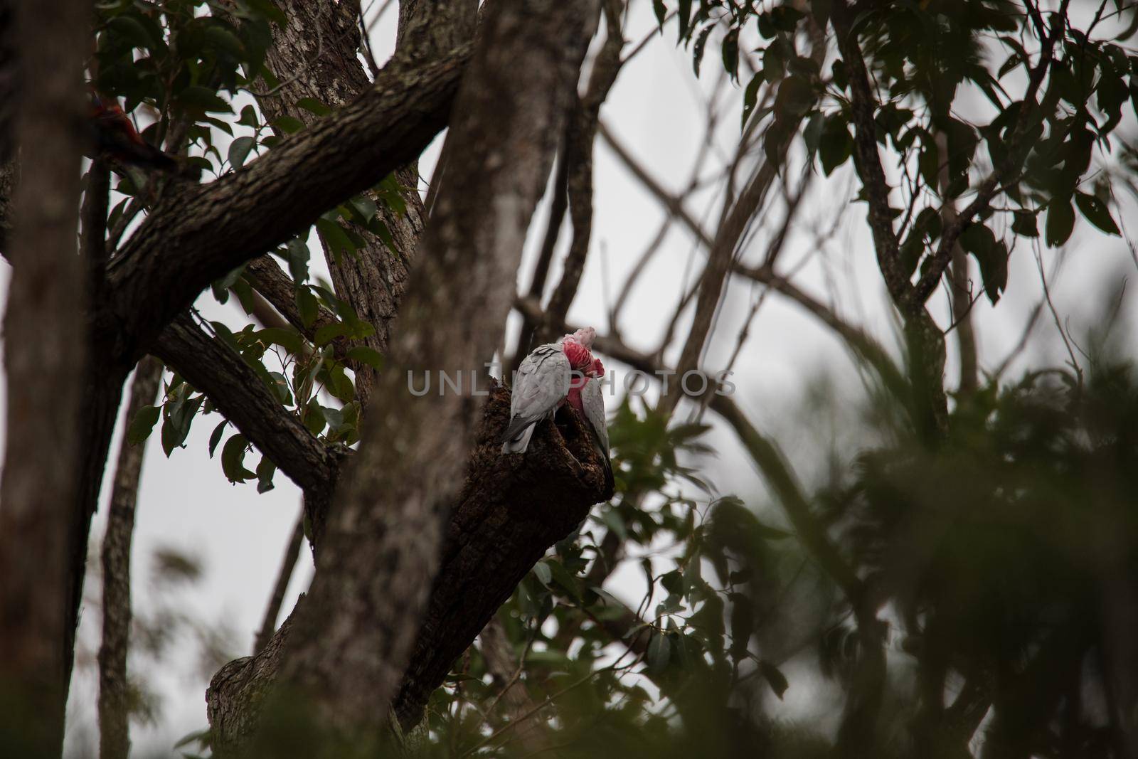 A pair of galahs in a gum tree. High quality photo