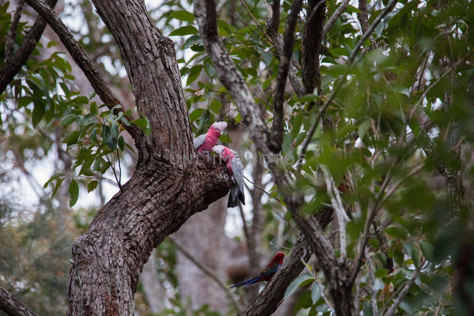 A pair of galahs in a gum tree. High quality photo