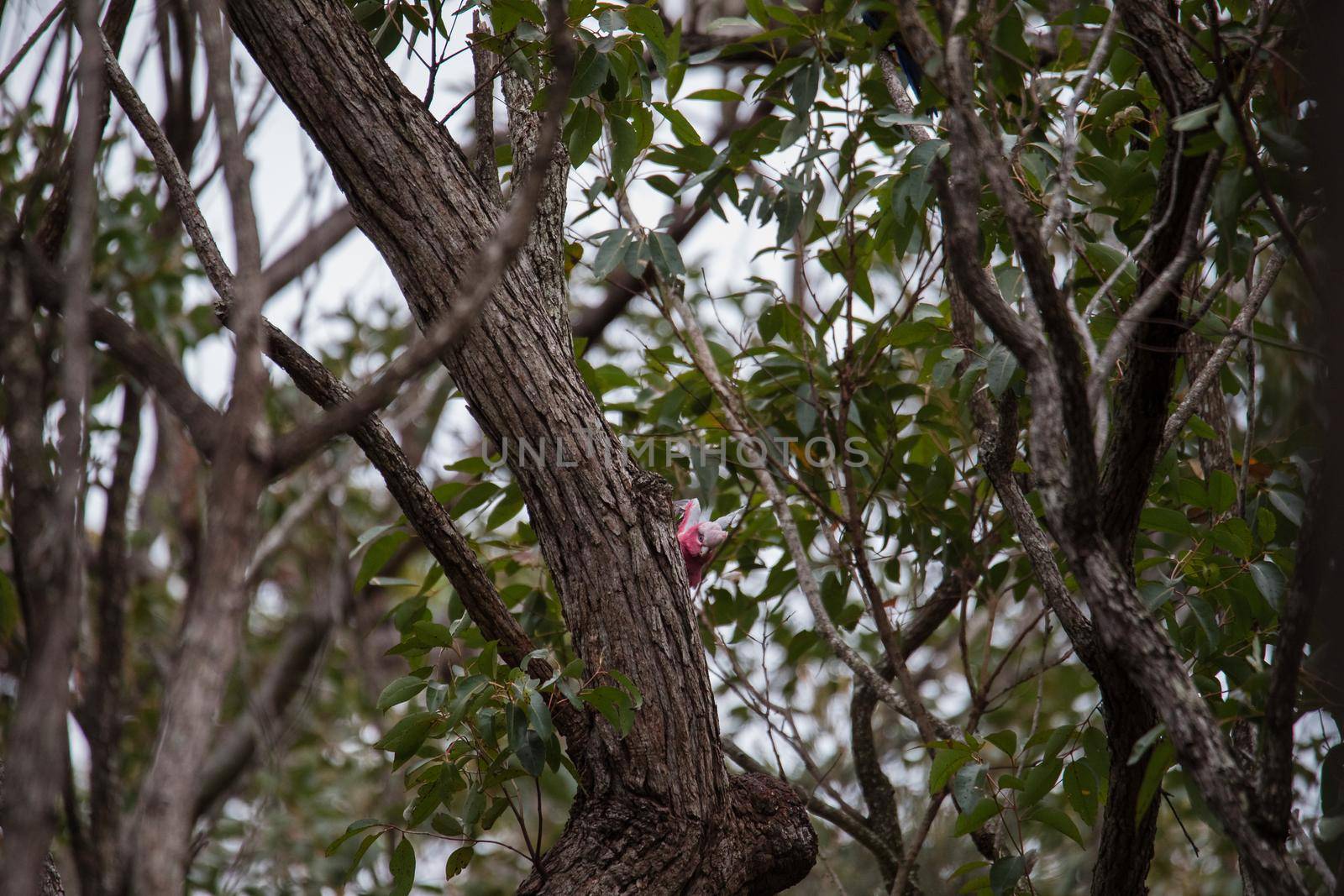A pair of galahs in a gum tree. High quality photo