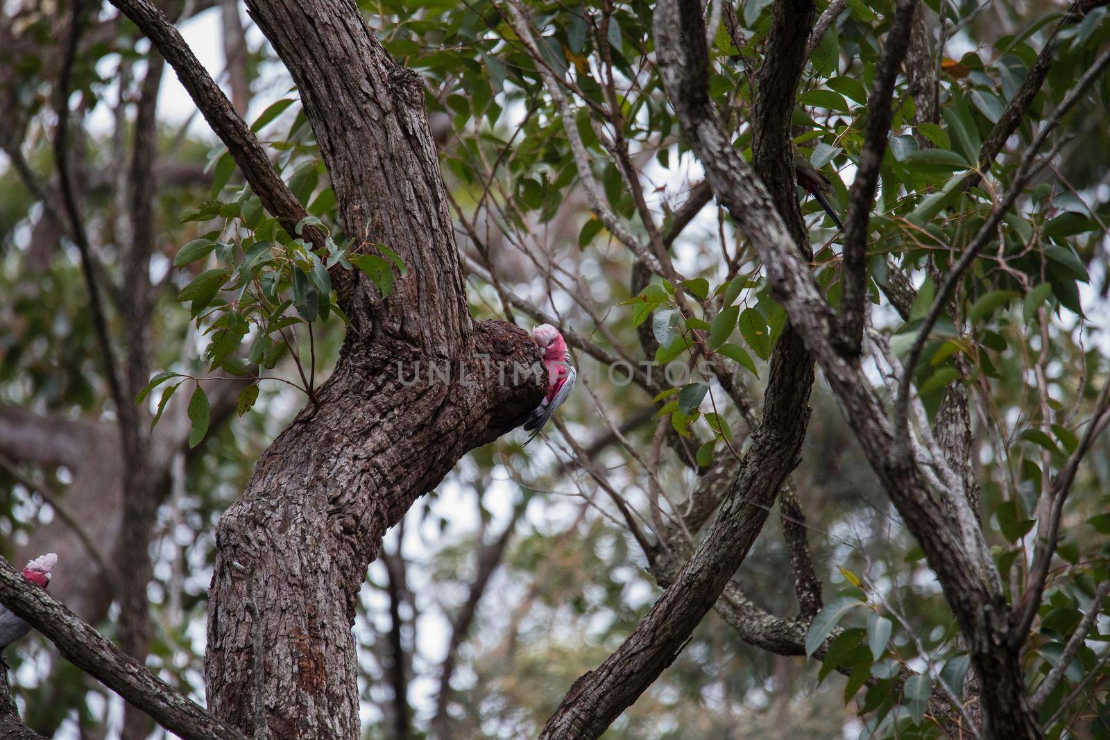 A pair of galahs investigating their nest in a tree. by braydenstanfordphoto