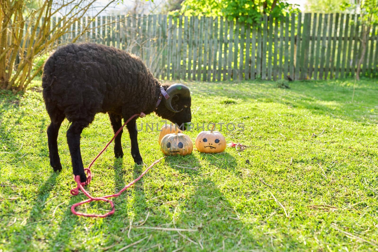 Ram and decorated Halloween pumpkins, ram grazing on the grass in garden by VH-studio