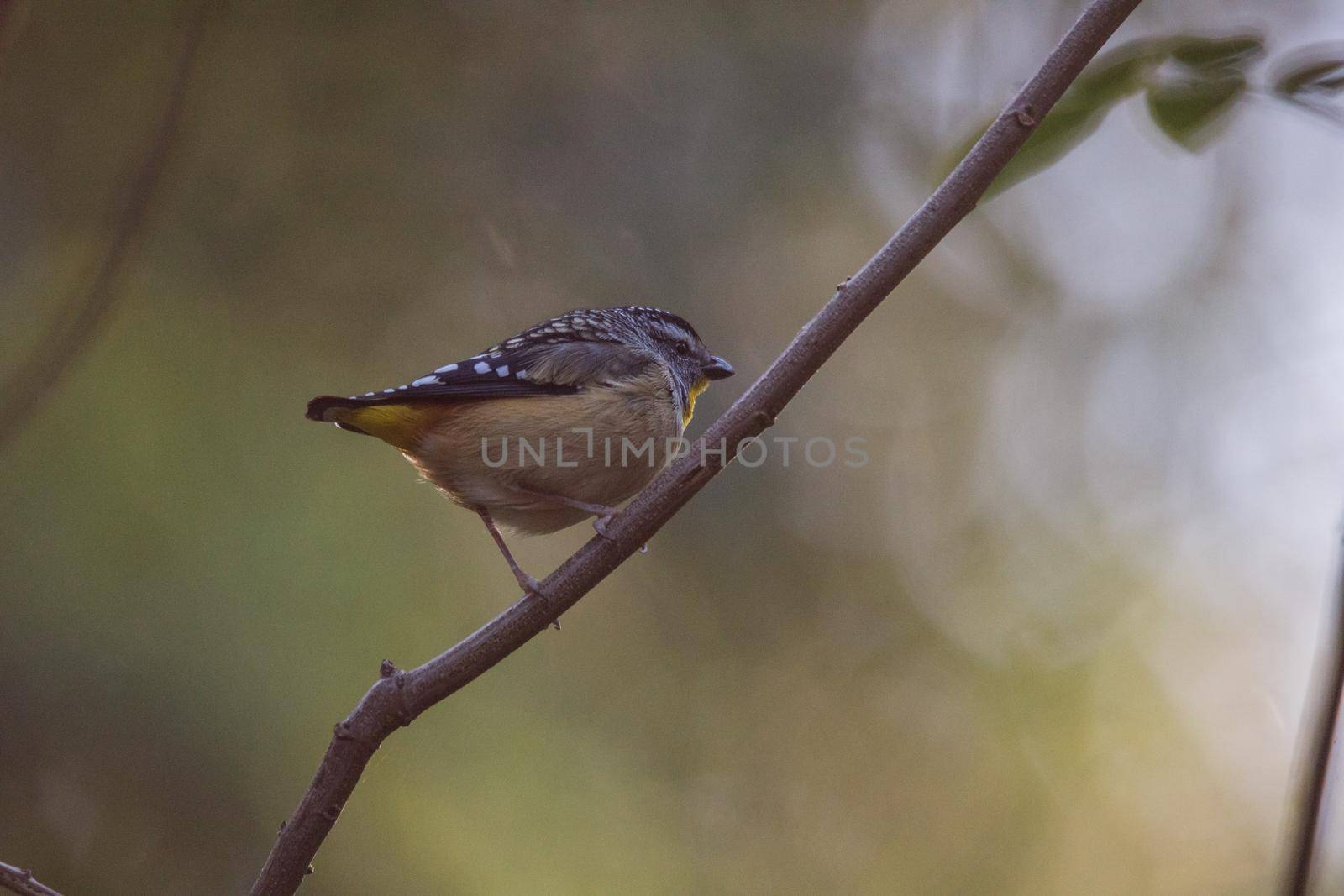 Spotted pardalote (Pardalotus punctatus) in Australia by braydenstanfordphoto