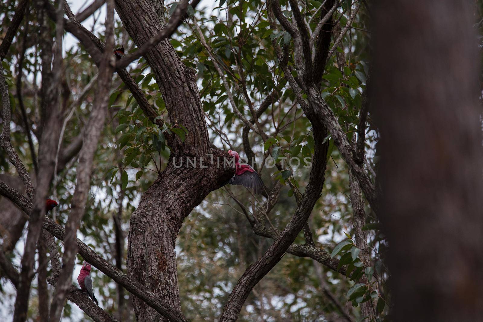 A pair of galahs investigating their nest in a tree. by braydenstanfordphoto