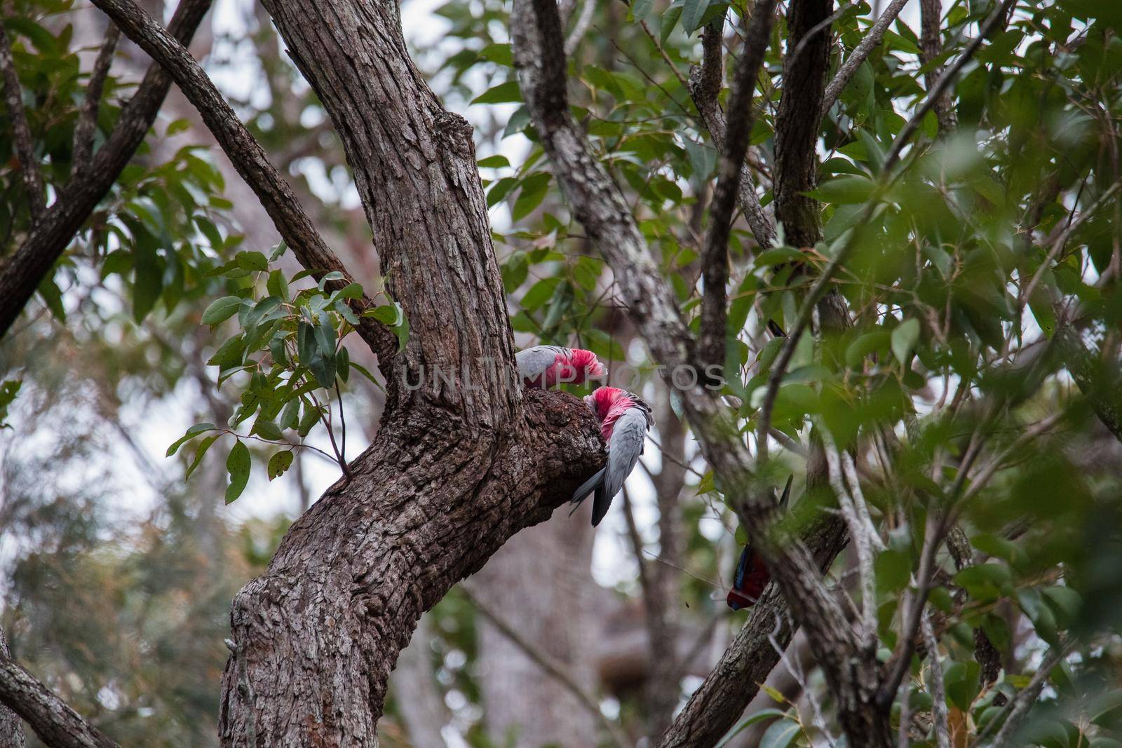 A pair of galahs investigating their nest in a tree. by braydenstanfordphoto