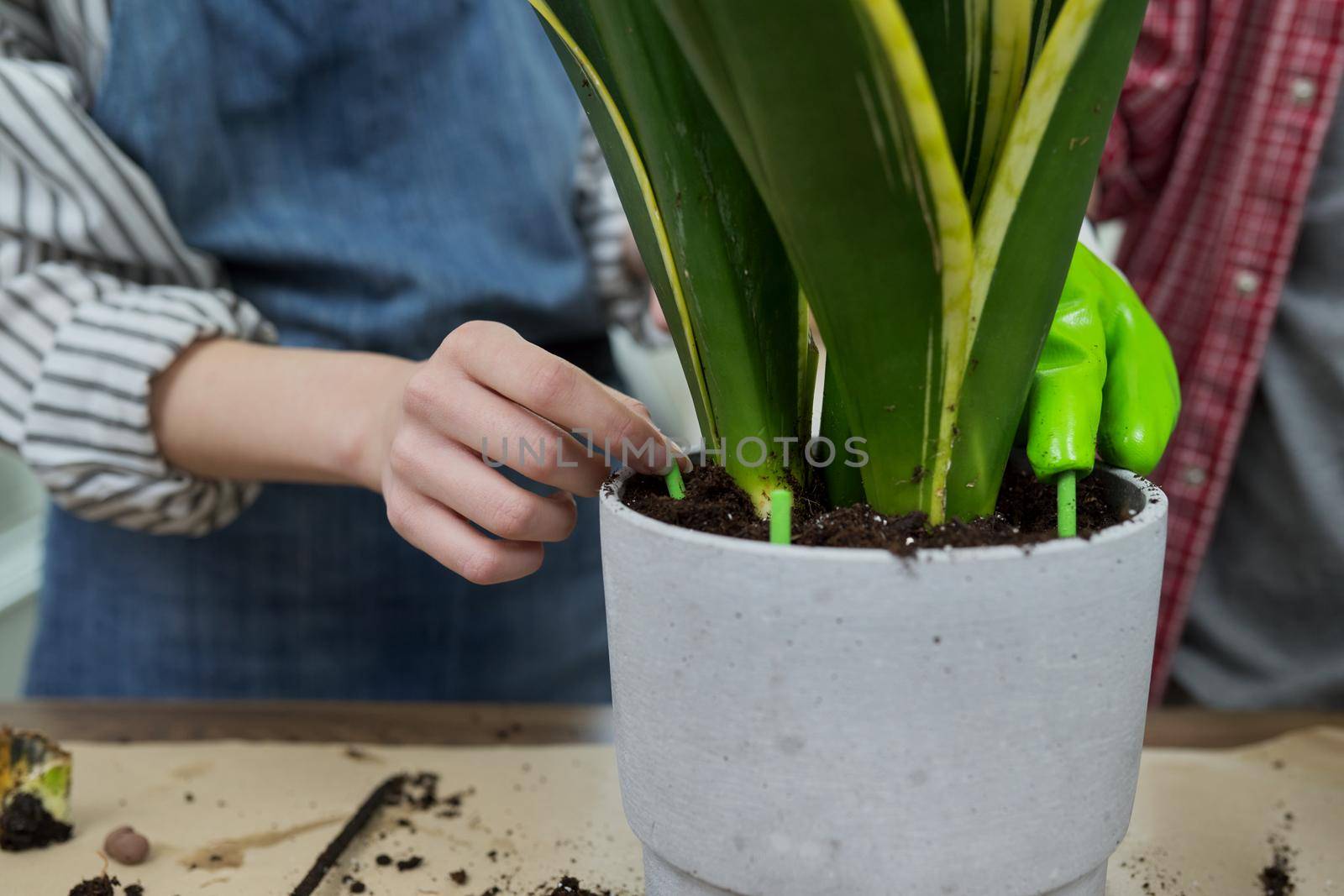 Close-up of woman's hand fertilizing potted sansevieria houseplant with fertilizer, pest repellent in form of sticks. Hobbies, leisure, caring for green pets, trends, gardening at home, garden inside
