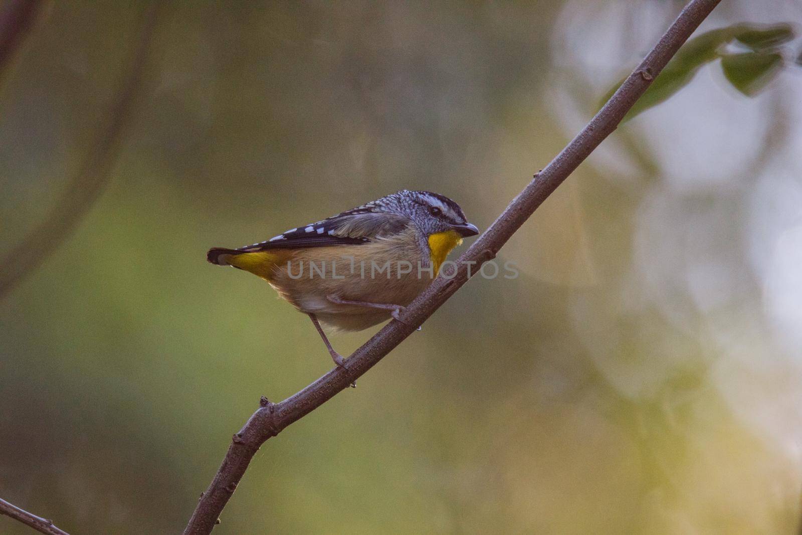 Spotted pardalote (Pardalotus punctatus) in Australia . High quality photo