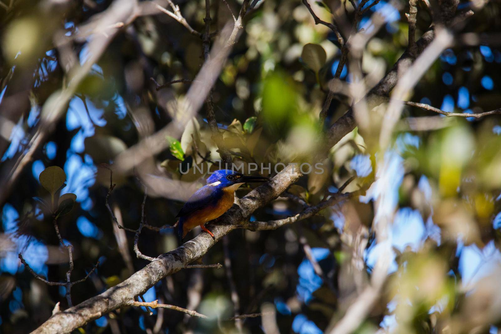 Azure Kingfishers perched on a tree branch watching over the lagoon. High quality photo