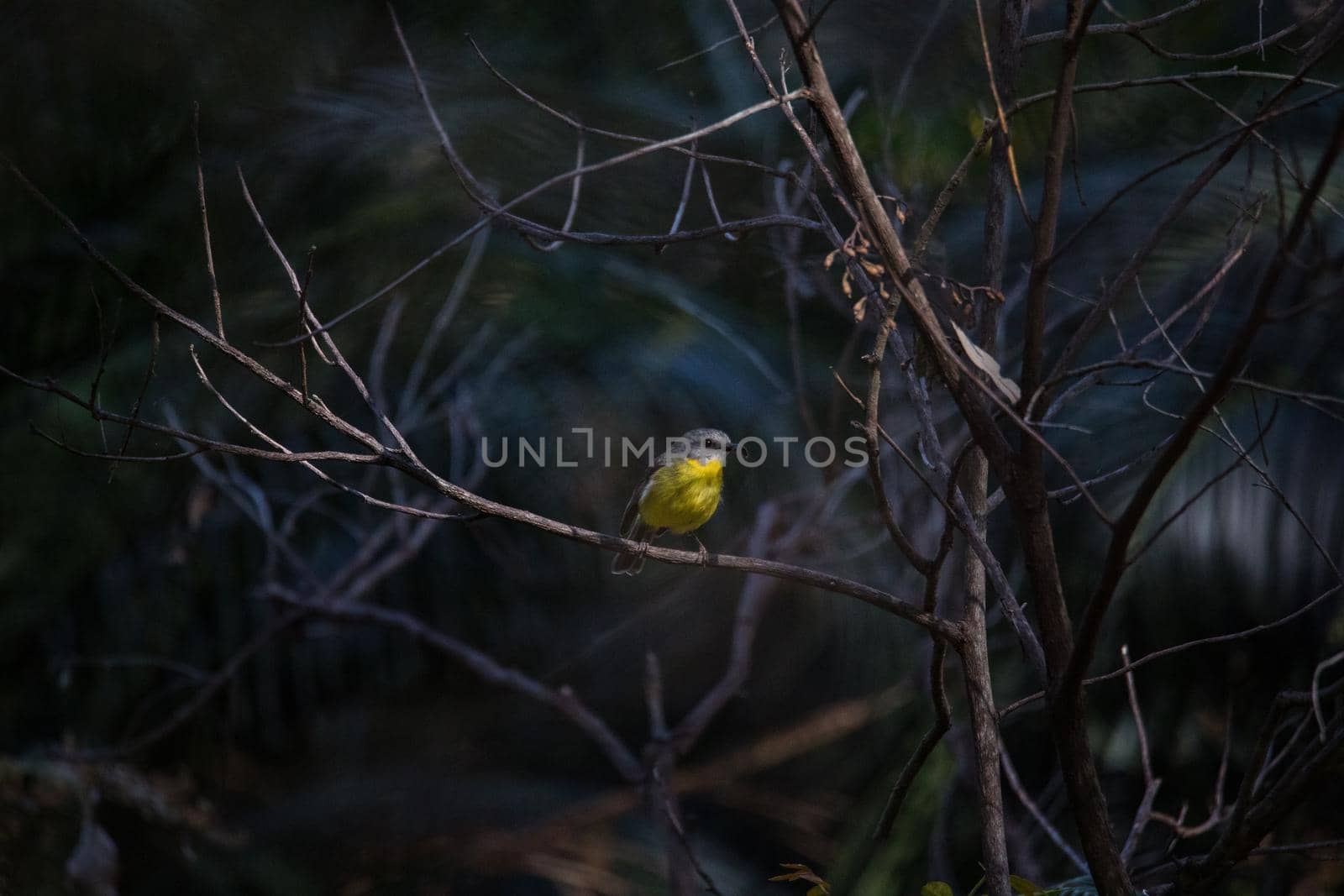 Beautiful eastern yellow robin (Australia). High quality photo