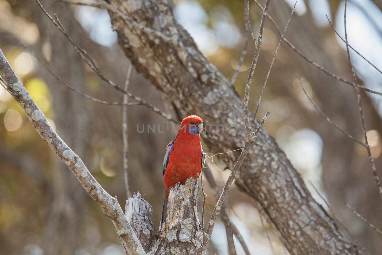 Crimson Rosella. Australian native parrot. Australian fauna. . High quality photo