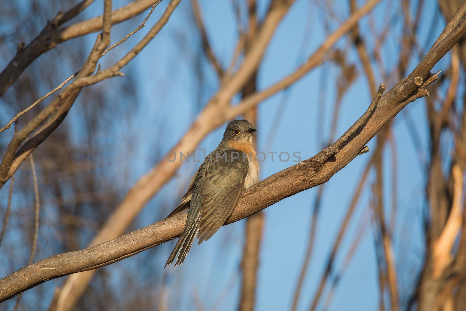 Fan-tailed Cuckoo (Cacomantis flabelliformis) by braydenstanfordphoto