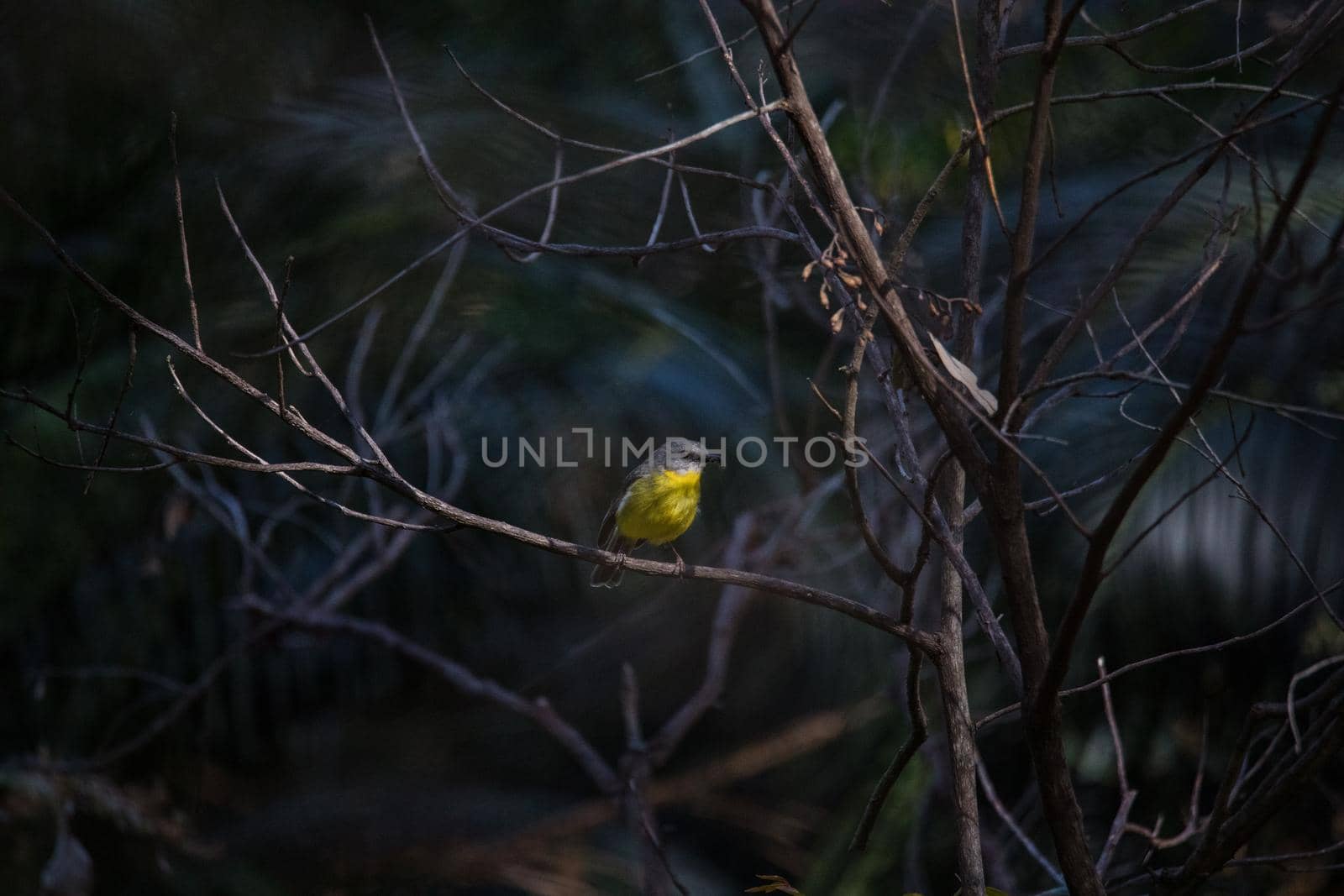 Beautiful eastern yellow robin (Australia) by braydenstanfordphoto