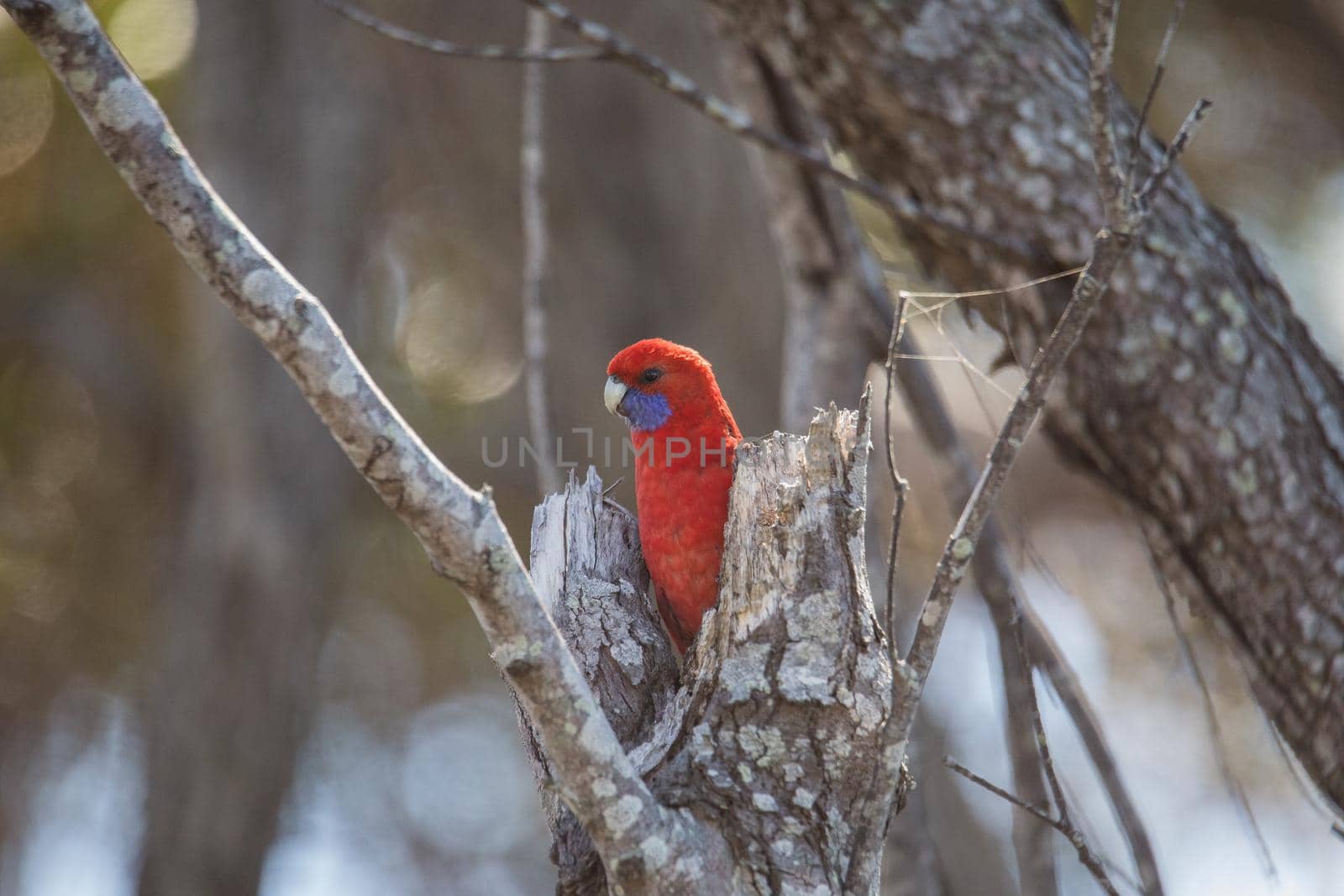 Crimson Rosella. Australian native parrot. Australian fauna. . High quality photo