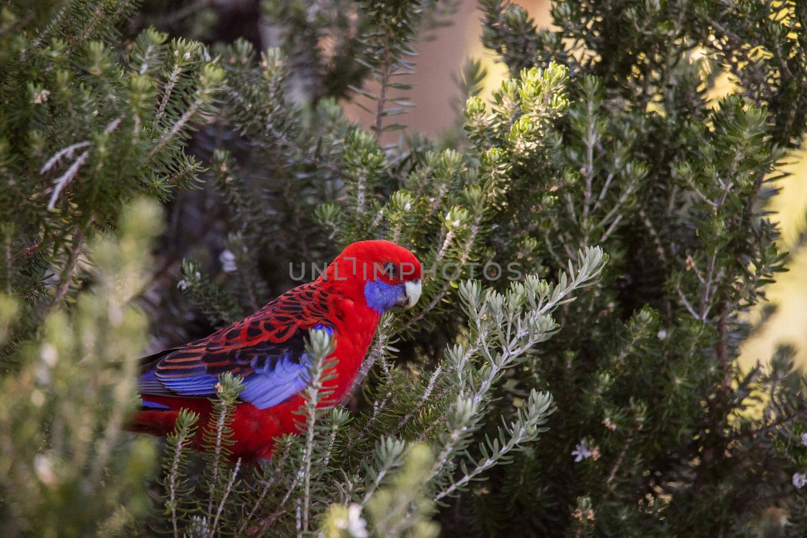 Crimson Rosella. Australian native parrot. Australian fauna. . High quality photo