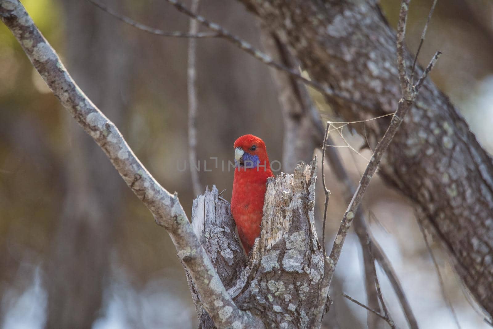 Crimson Rosella. Australian native parrot. Australian fauna. by braydenstanfordphoto