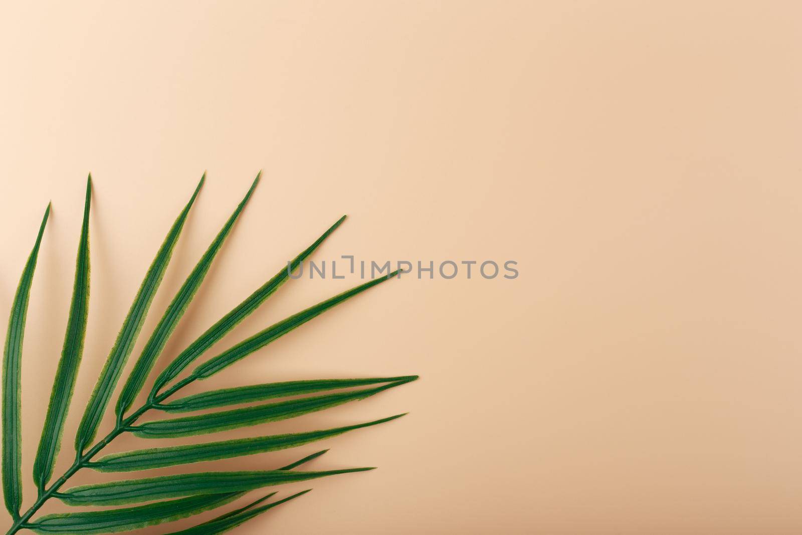 Creative elegant beige background with palm leaf. Flat lay with palm leaf in diagonal on beige background with space for text. Concept of abstract modern tropical background