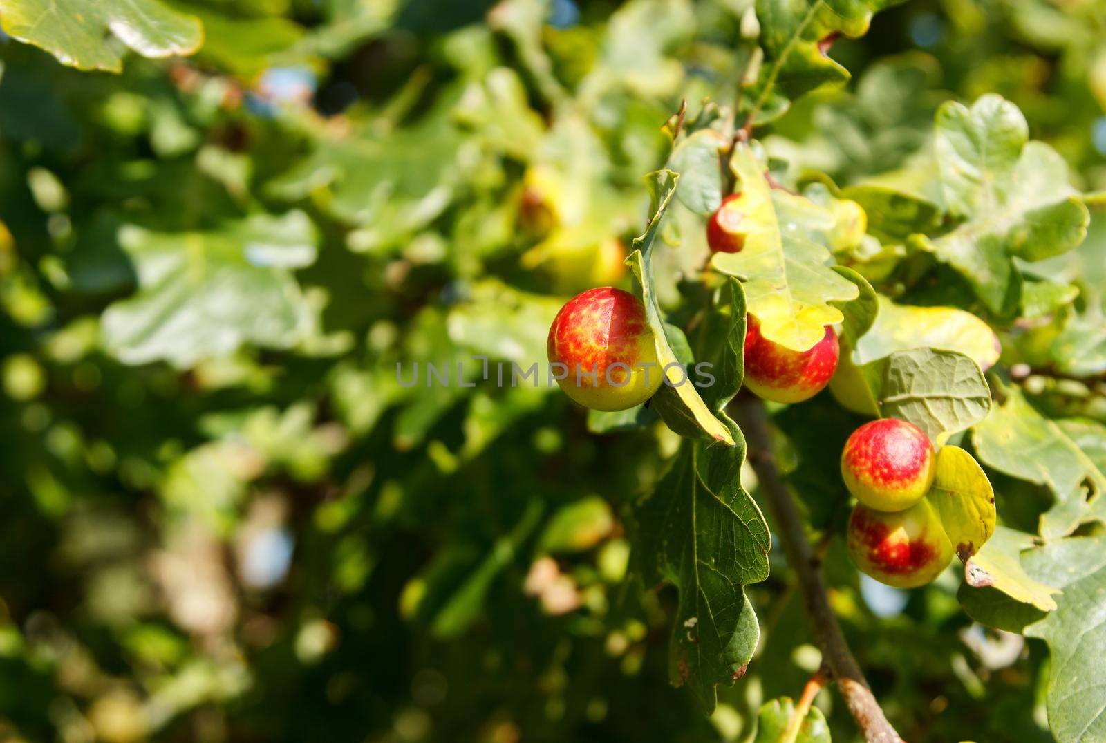 fruits of the pedunculate oak by raddnatt