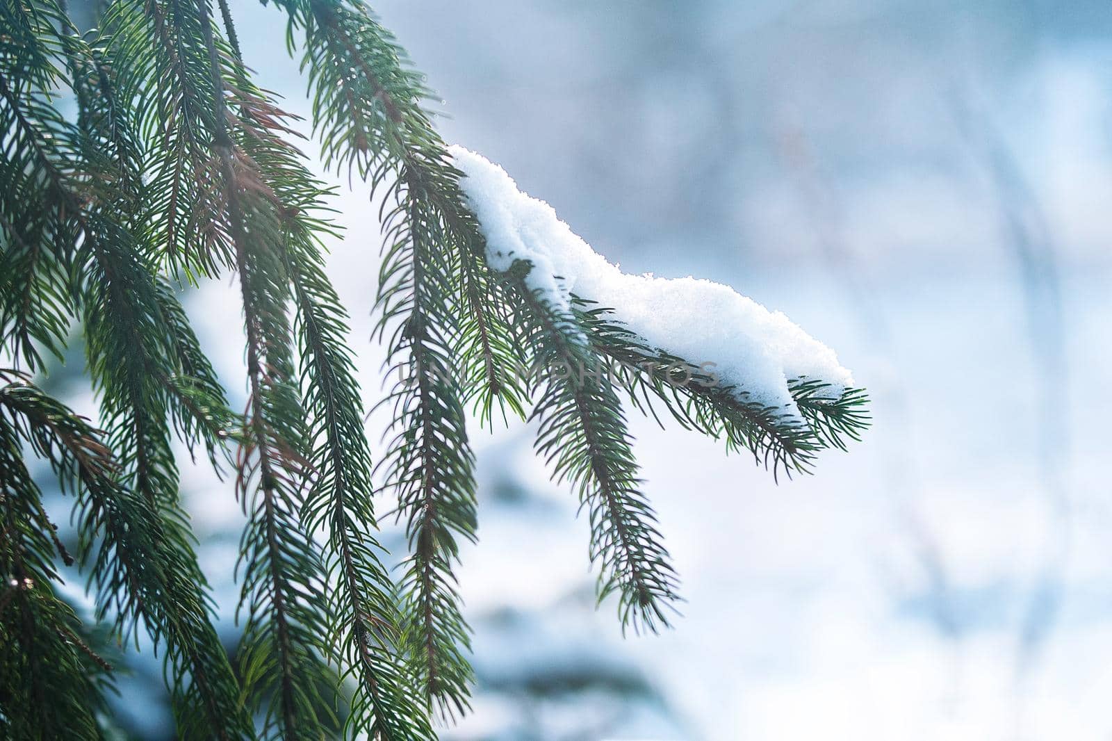 frost and snow on green needles of fir trees by Andreua