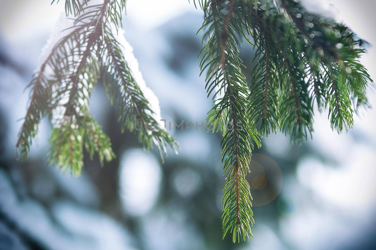 frost and snow on green needles of fir trees by Andreua