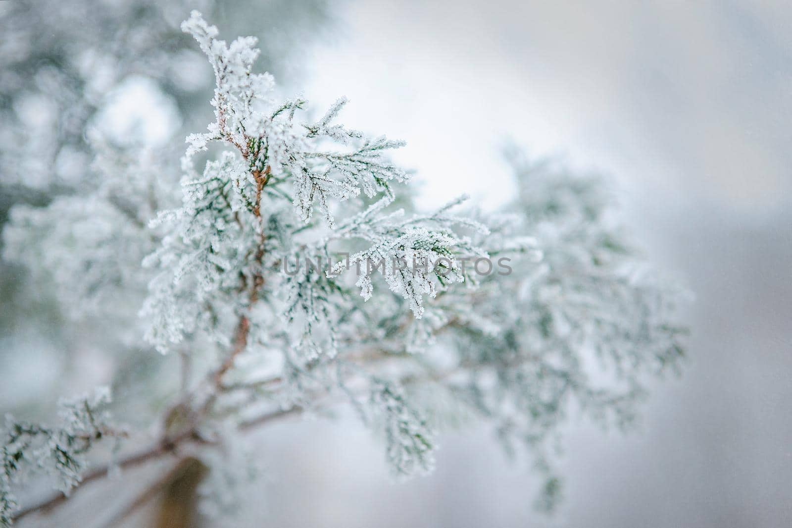 frost and snow on green needles of forest fir trees