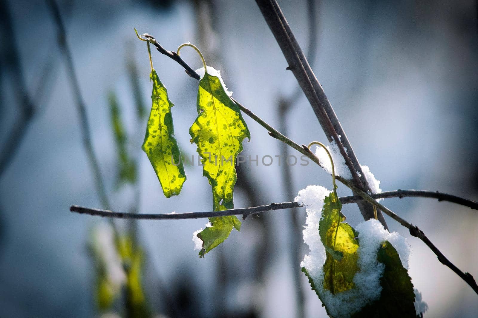 frost and snow on dry forest bushes and seeds