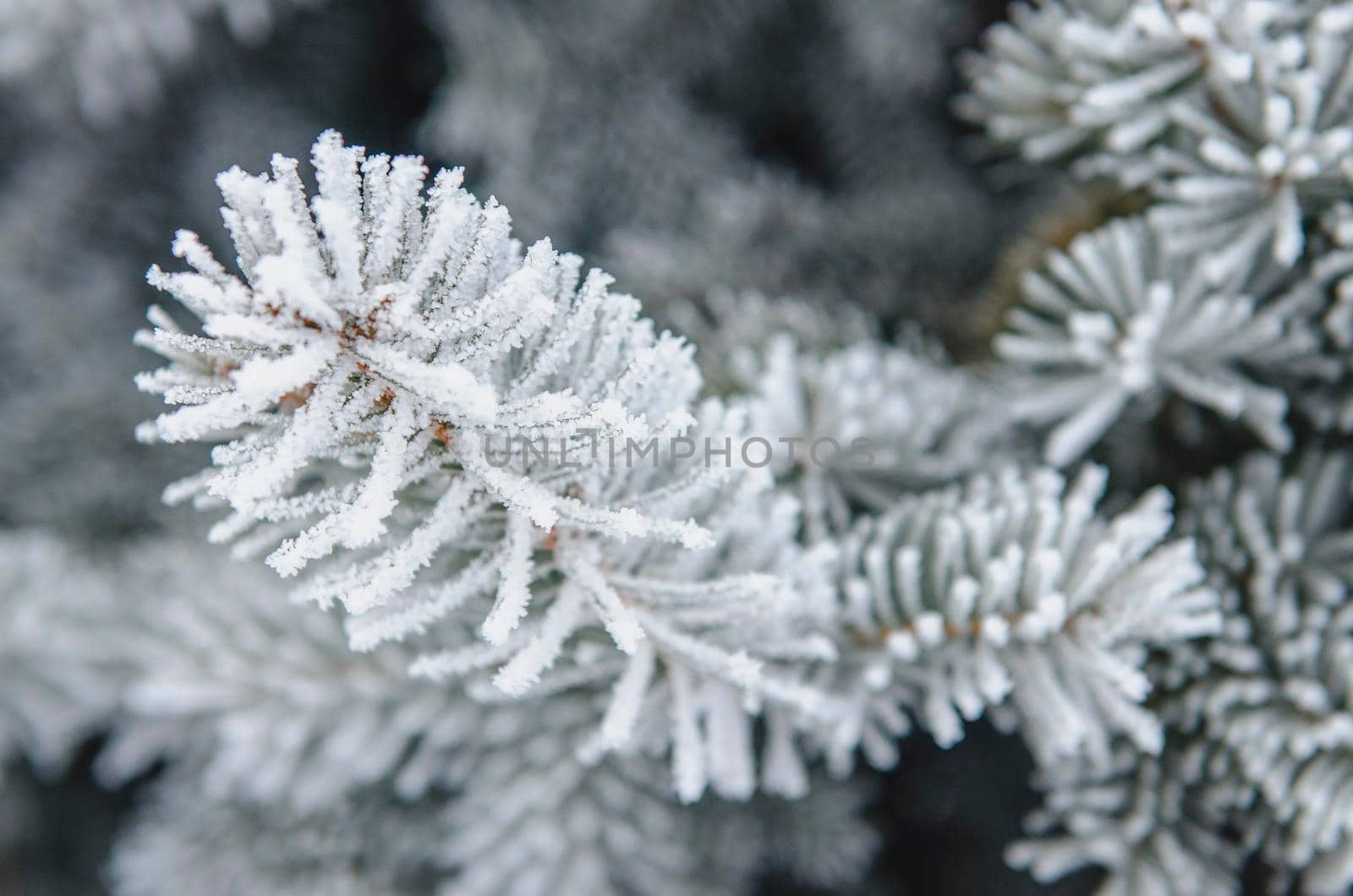 frost and snow on green needles of forest fir trees