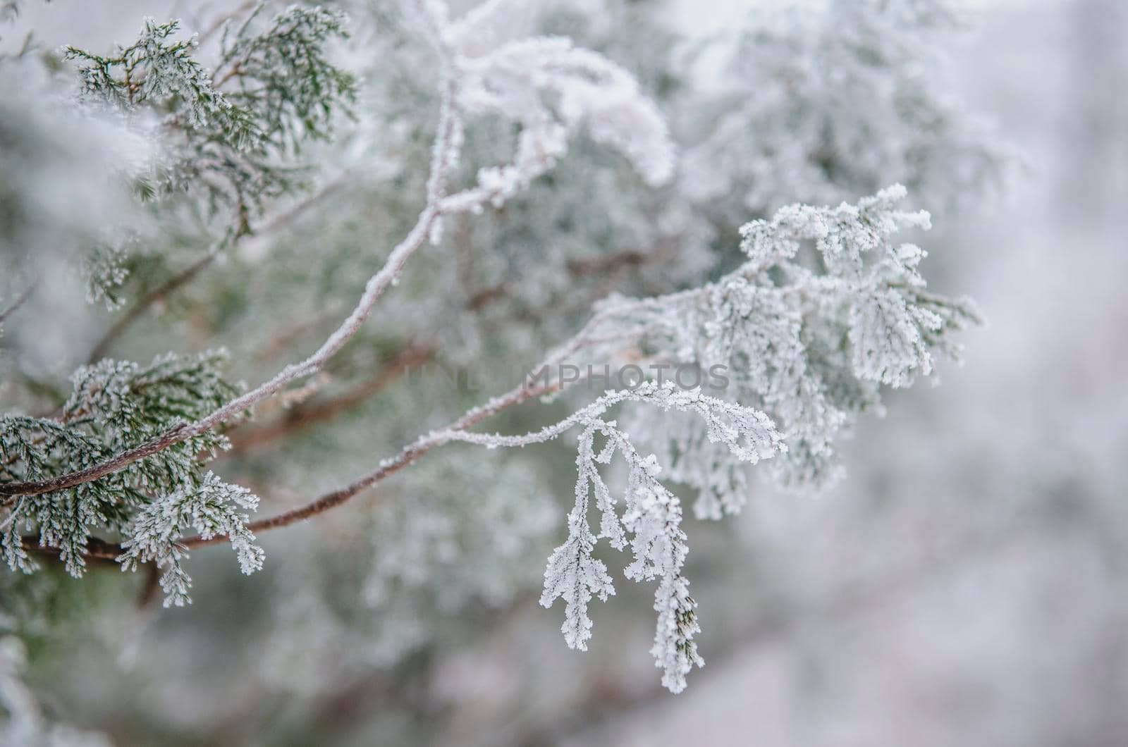 frost and snow on green needles of forest fir trees