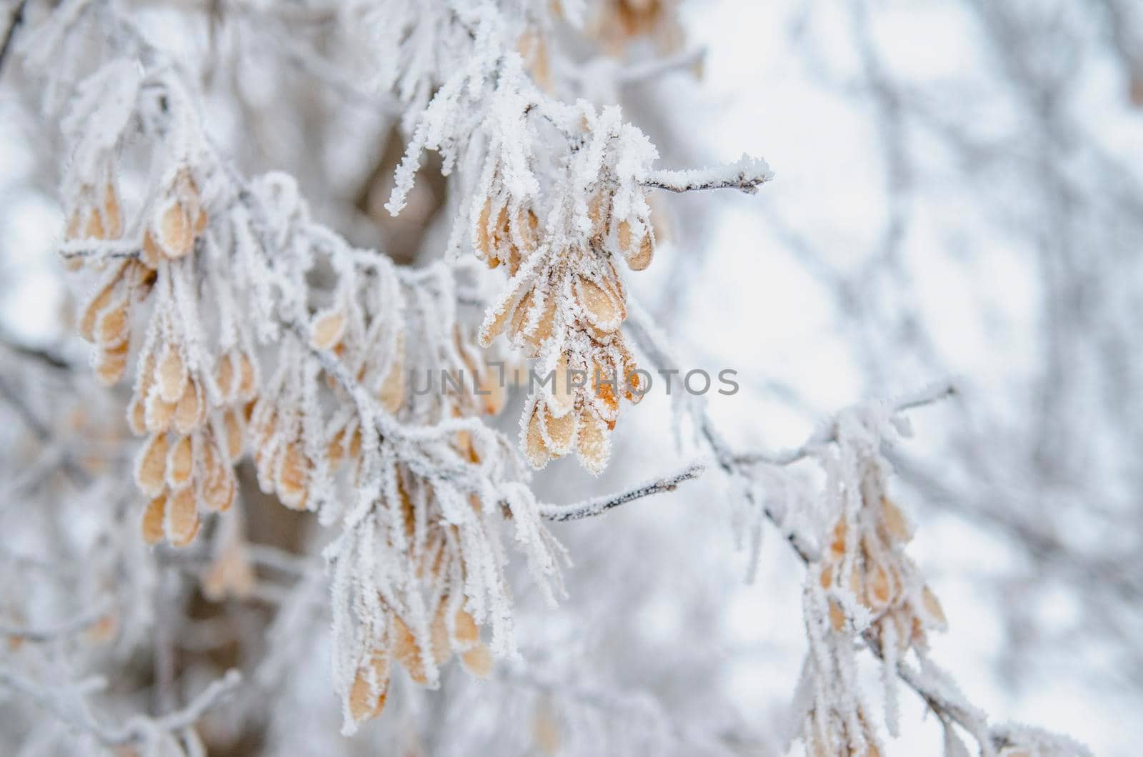 frost and snow on dry forest bushes by Andreua