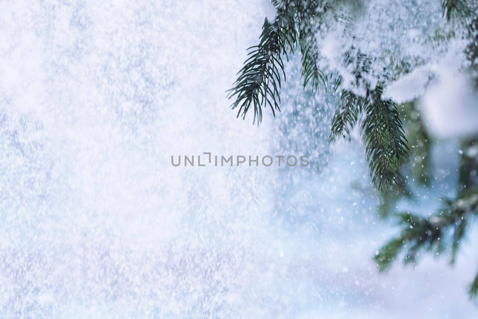 frost and snow on green needles of fir trees by Andreua