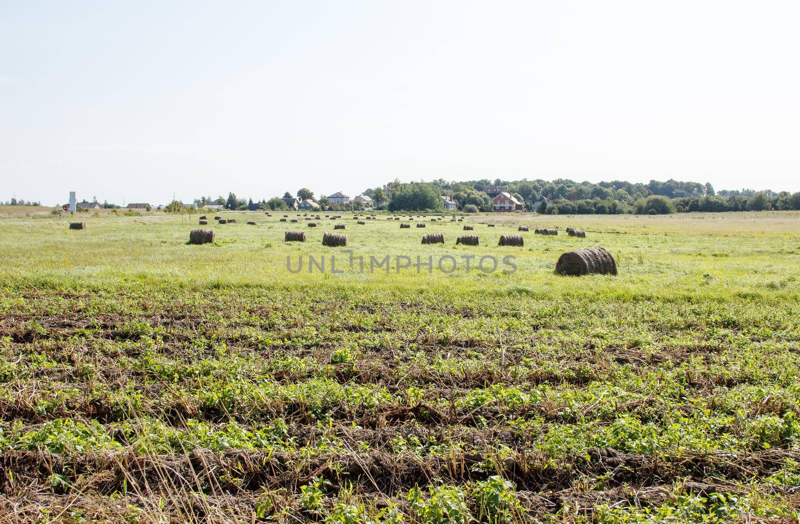 field with bales of harvested hay by raddnatt