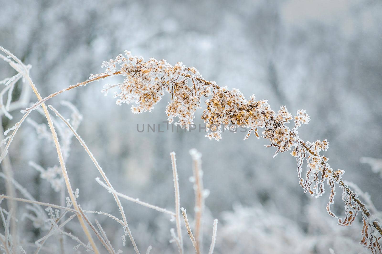 frost and snow on dry forest bushes and seeds