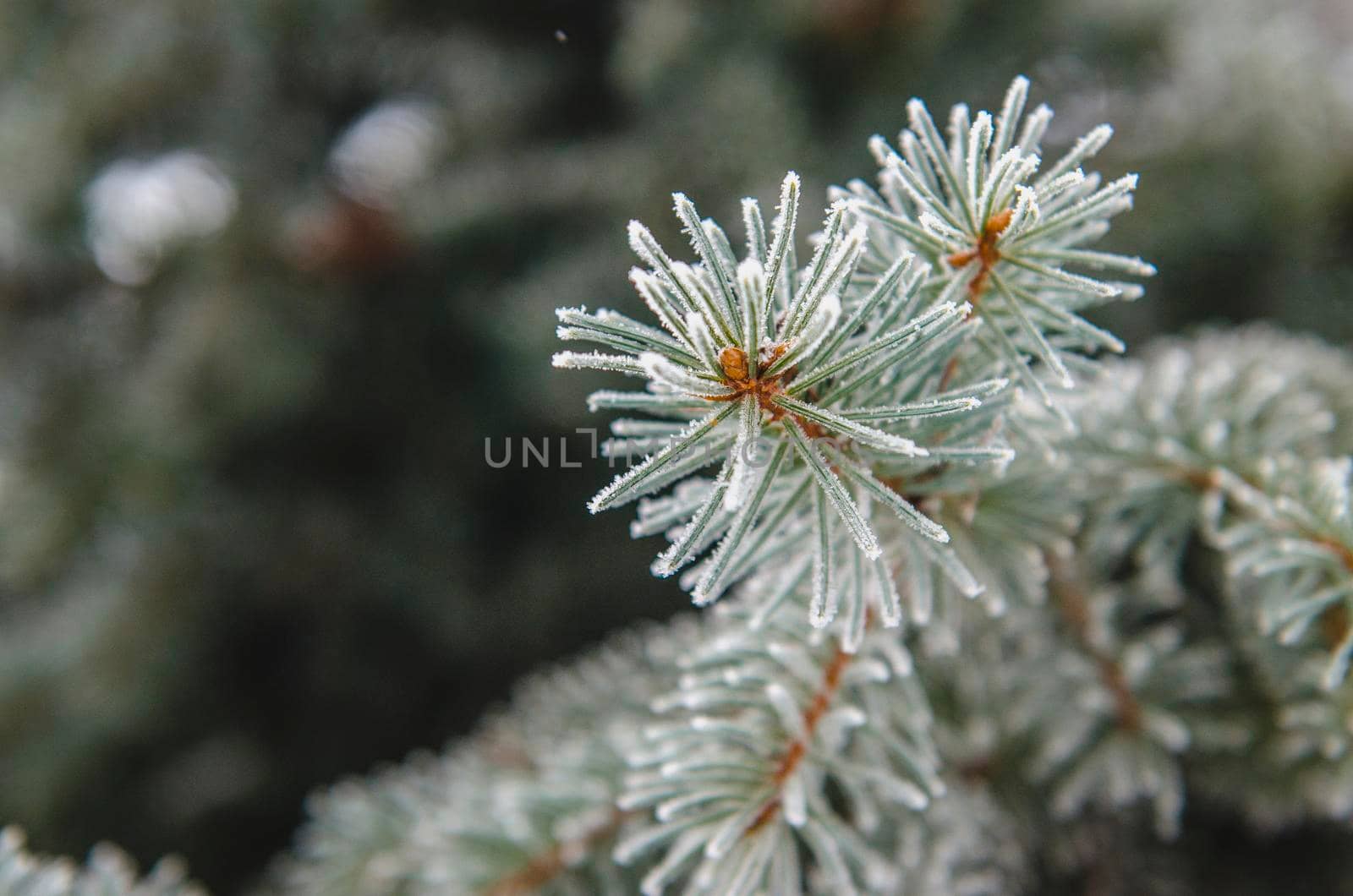 frost and snow on green needles of fir trees by Andreua