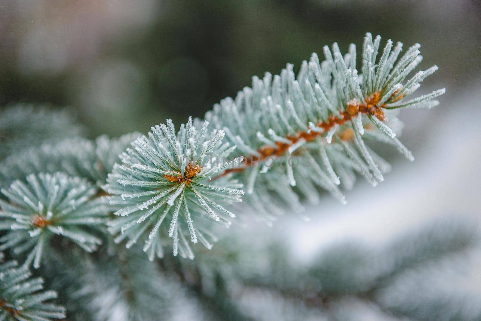 frost and snow on green needles of fir trees by Andreua