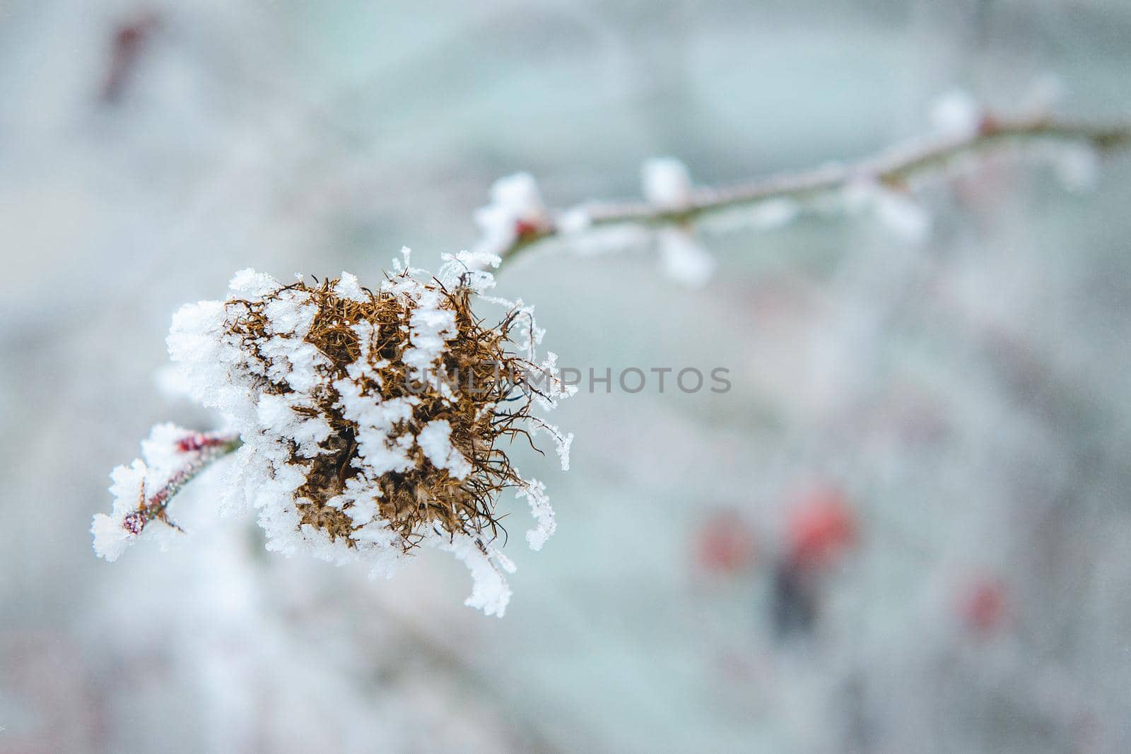 frost and snow on dry forest bushes by Andreua