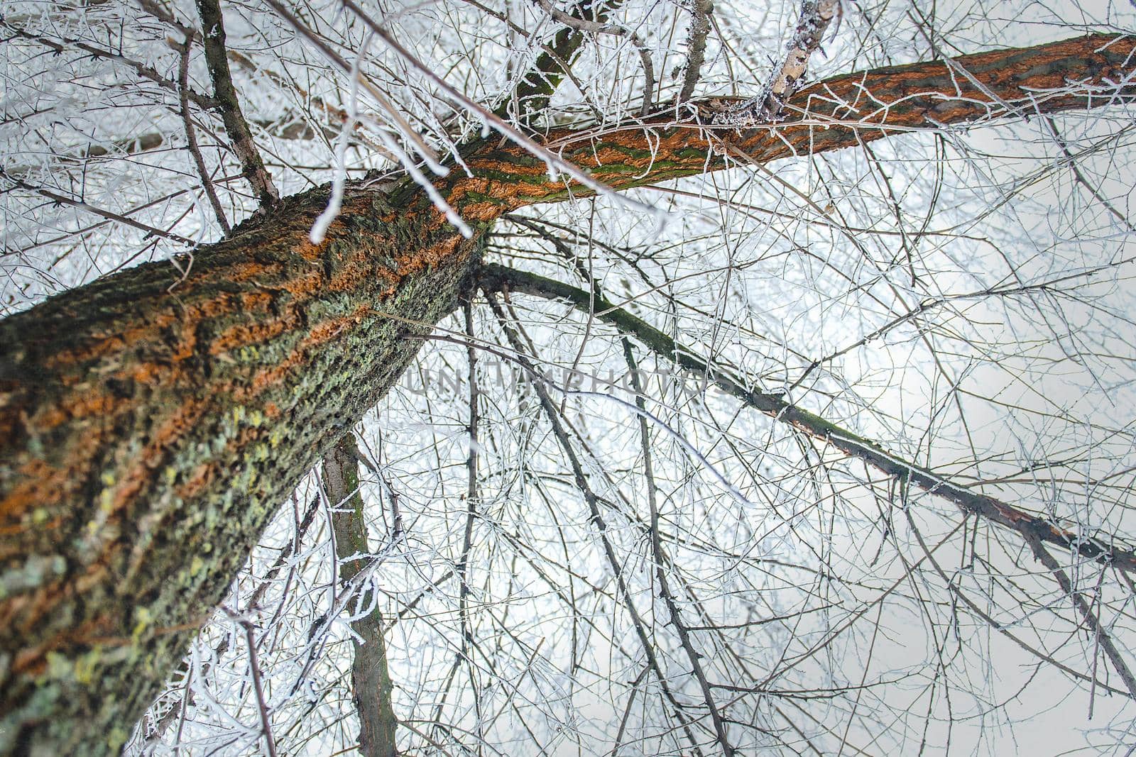 frost and snow on dry forest bushes by Andreua