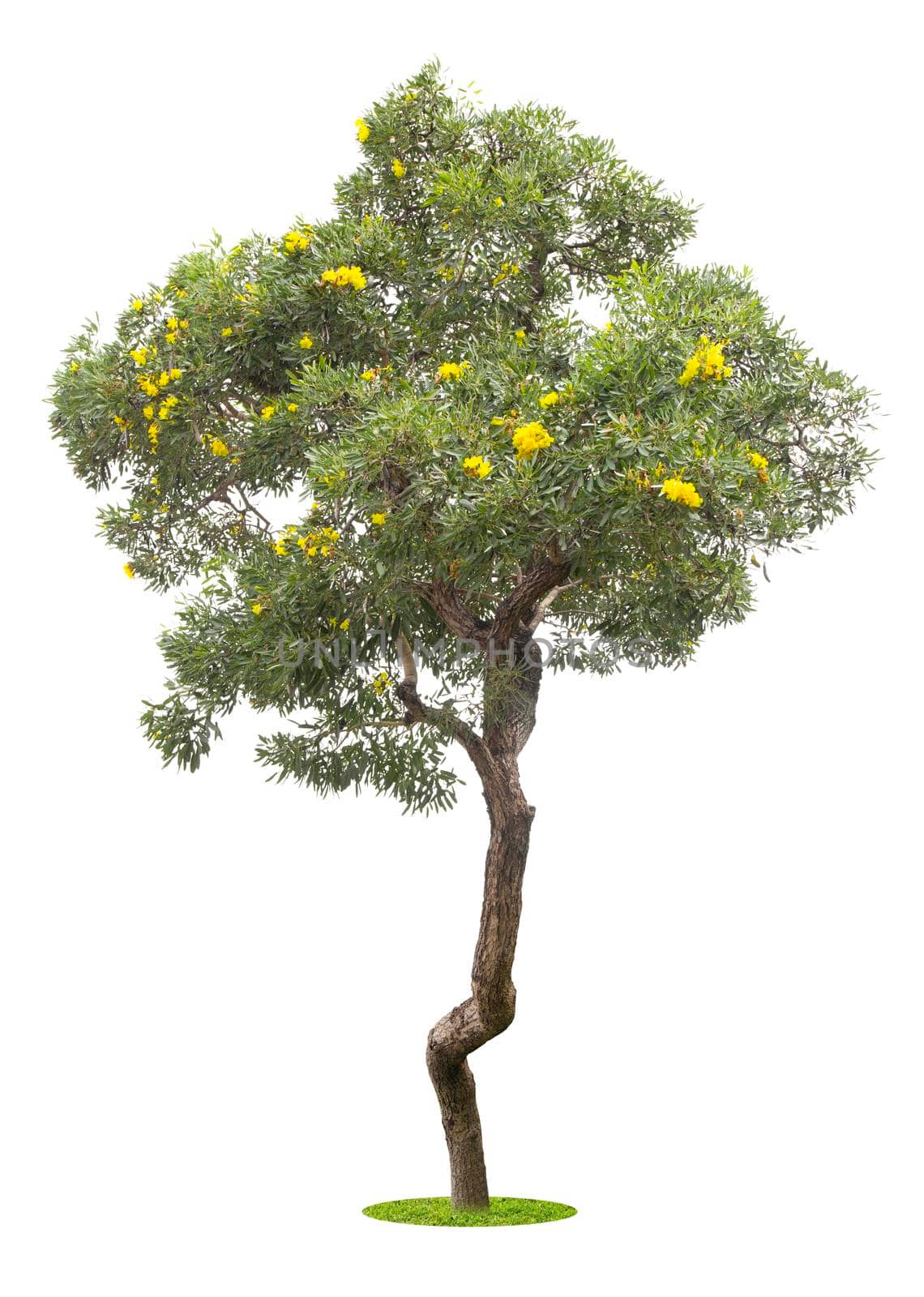 The freshness big green tree with yellow flowers isolated on white. by Gamjai