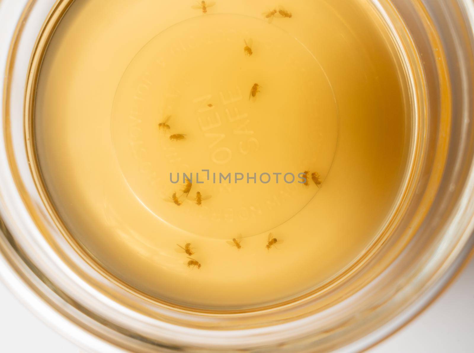Fruit flies collected in a glass bowl with wine or cider vinegar and soap by steheap