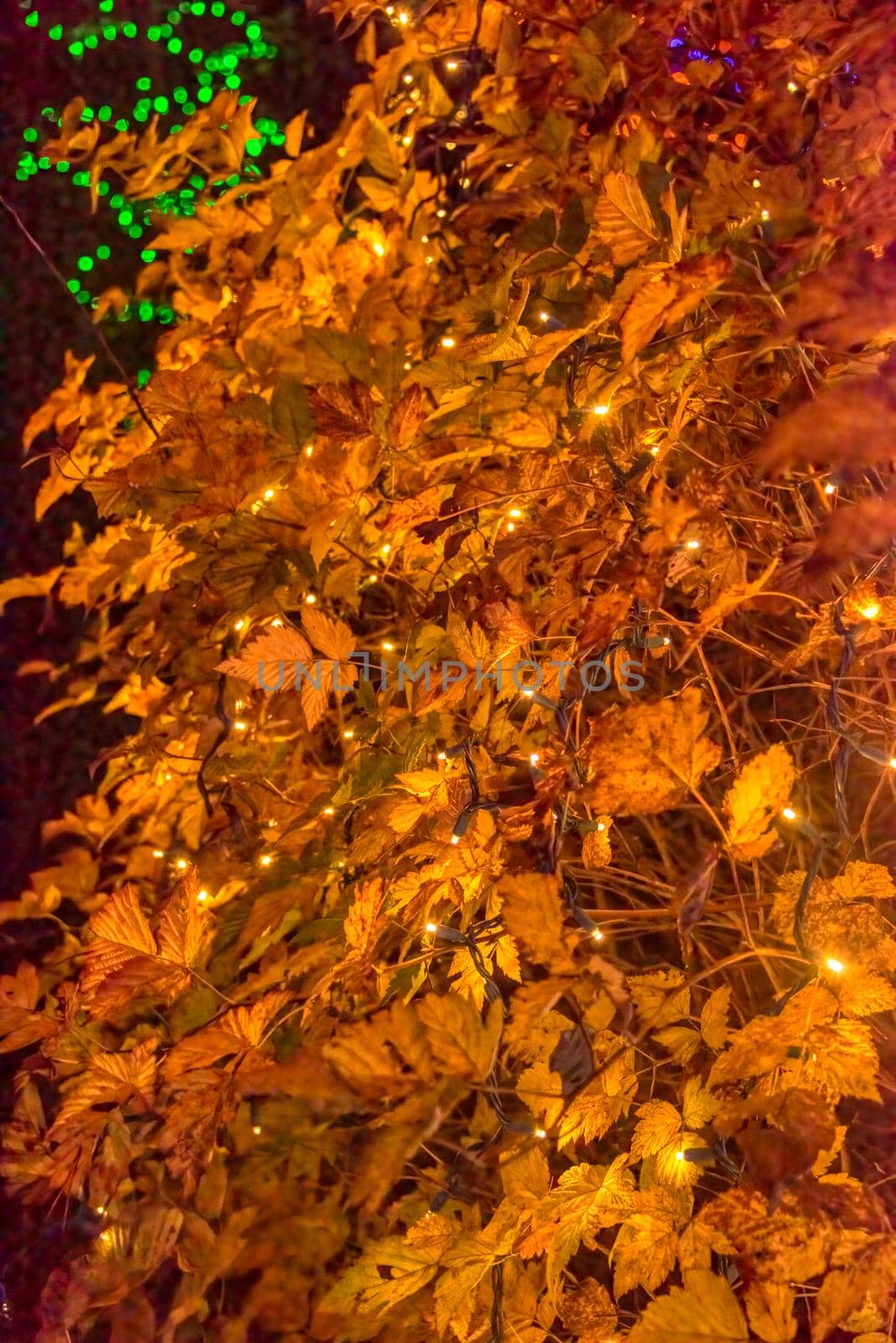 Decorative lights garland covering a bush with yellow leaves. New Year eve celebration