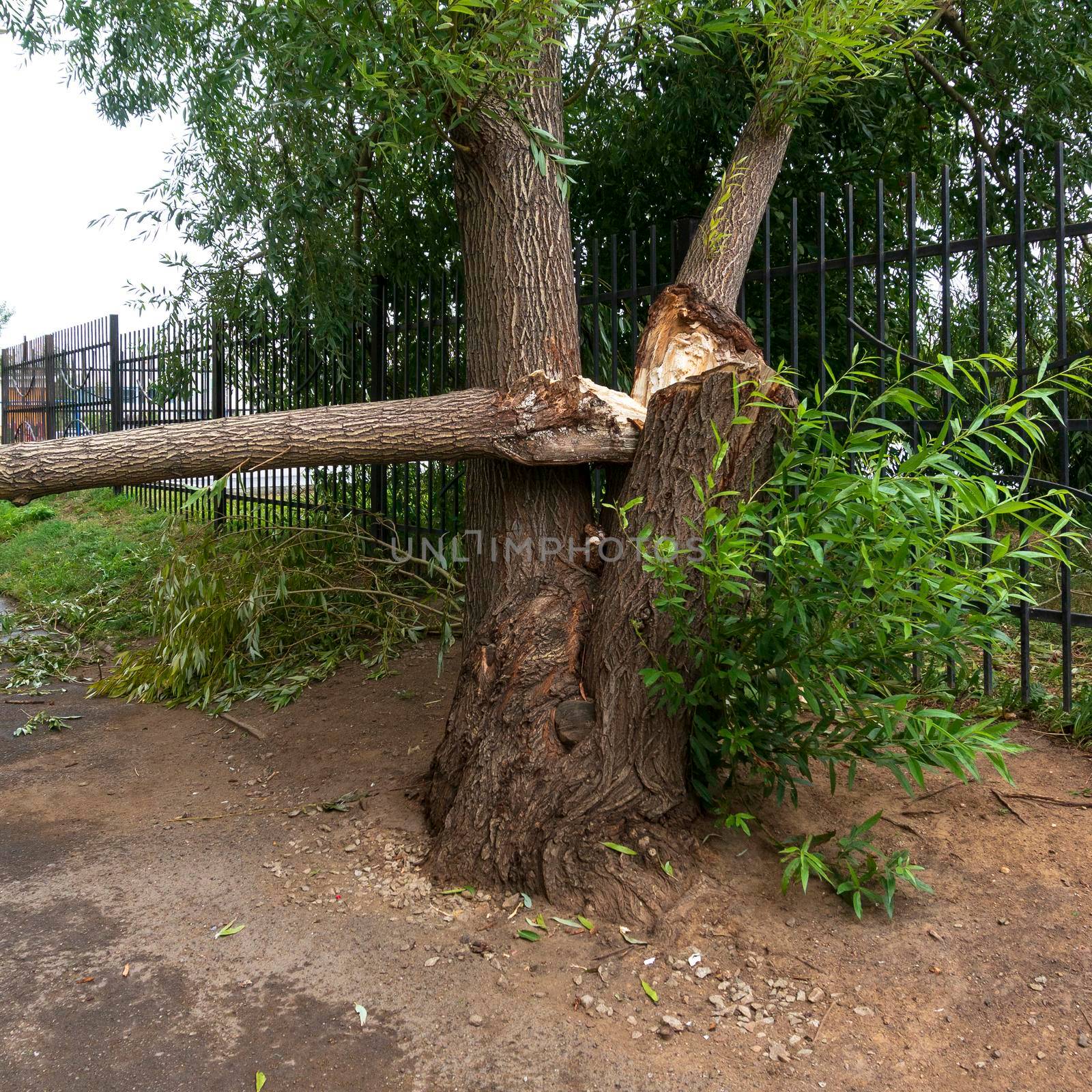 Broken trunk of an old willow