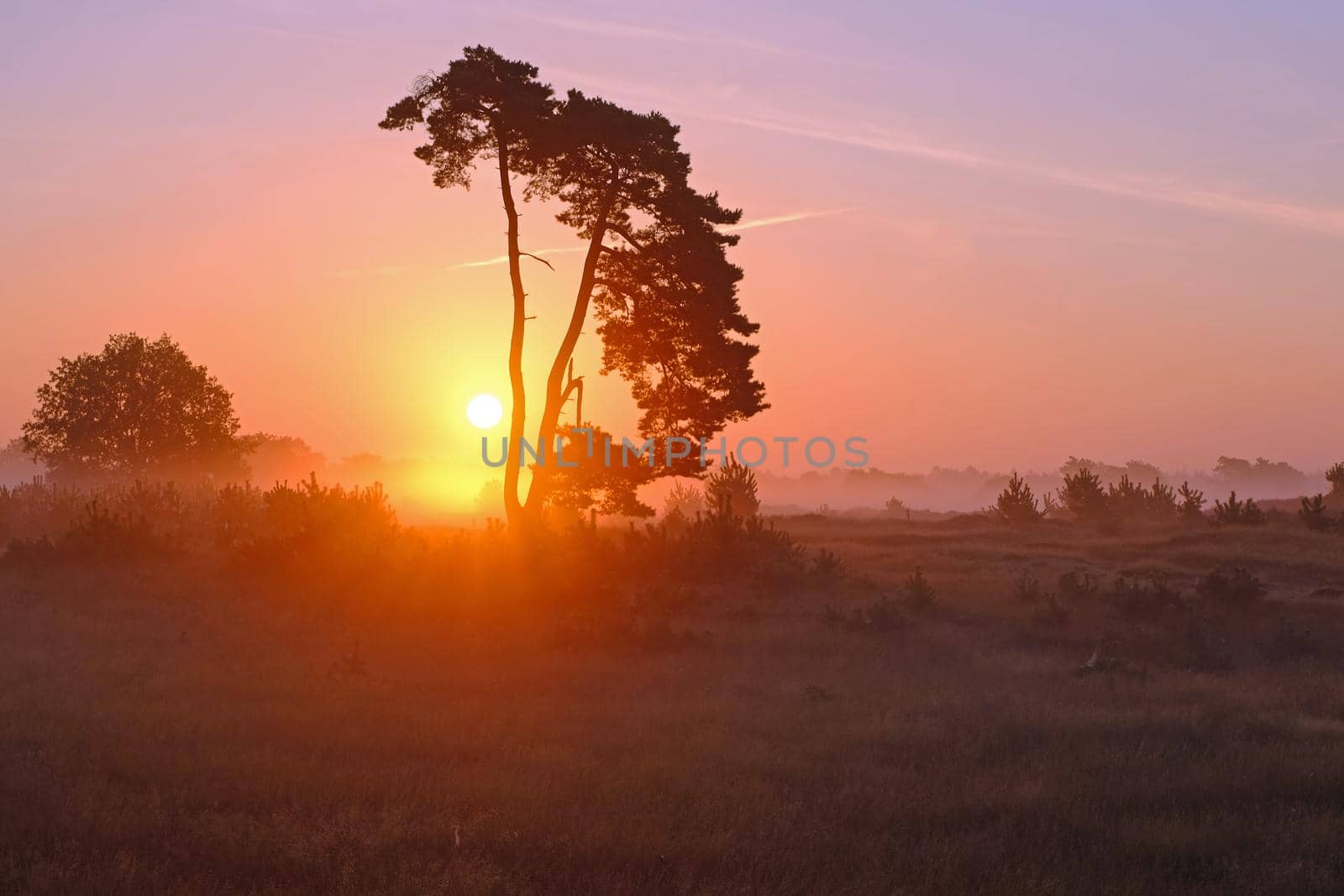 Sunrise in National Park De Hoge Veluwe in the Netherlands