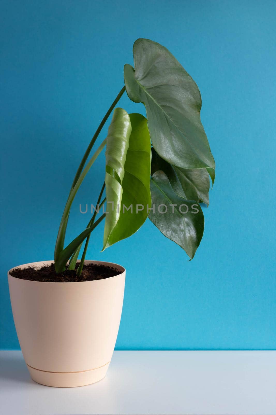 Young green monstera in a pot on a table on a blue wall background.