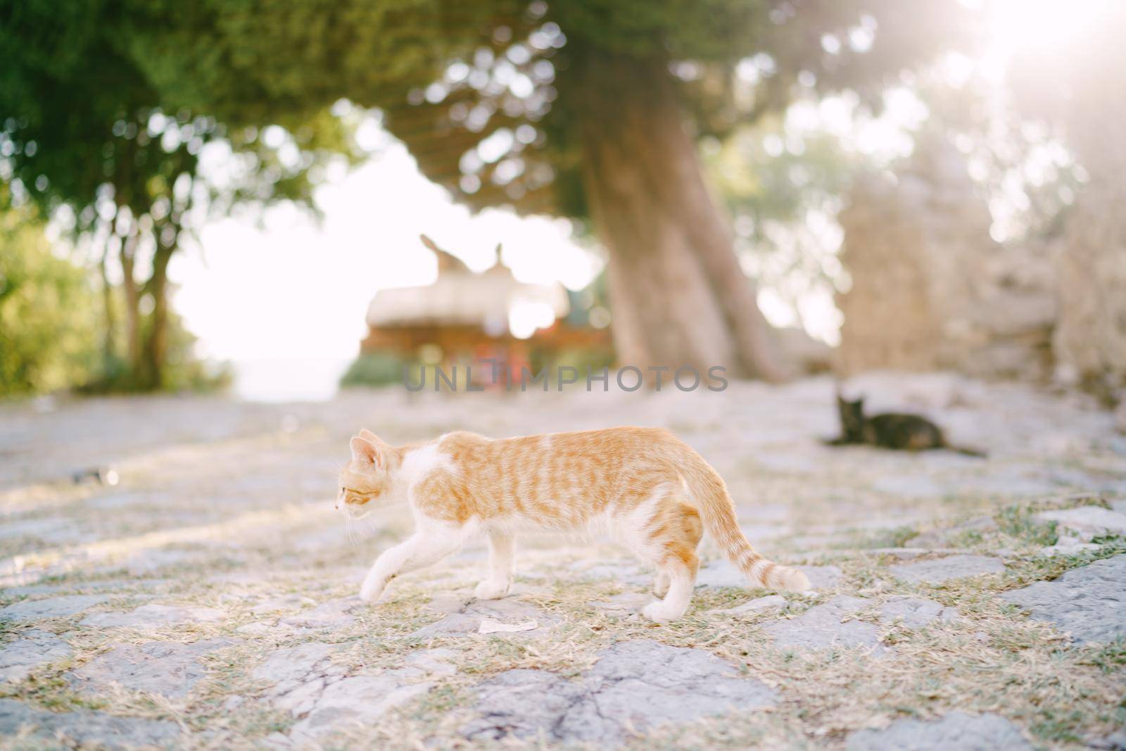 A ginger cat walks down the street with trees and houses on a blurred background. High quality photo