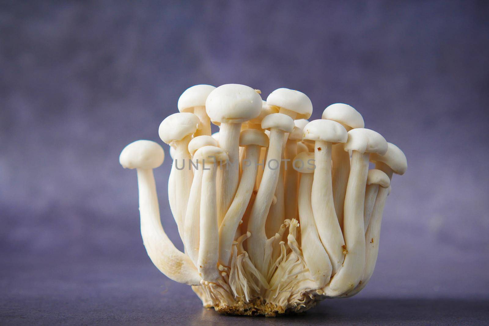 Shimeji mushroom in bowl on black background