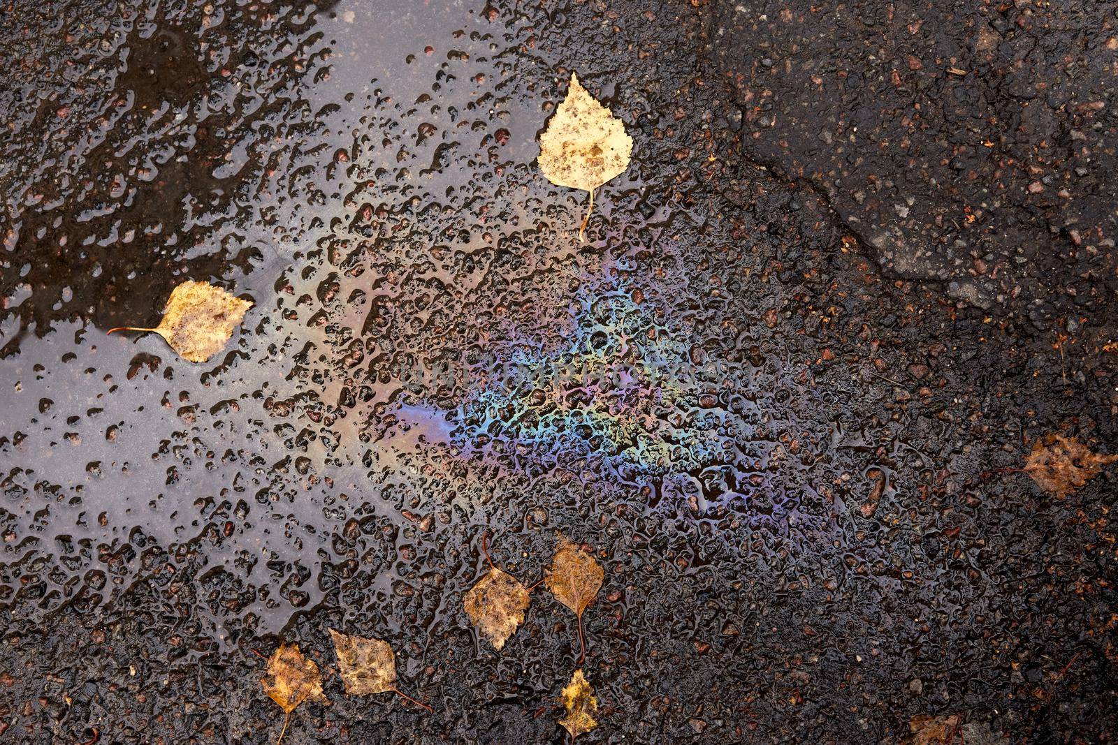 A spot of gasoline on wet asphalt with fallen birch leaves. Environmental pollution