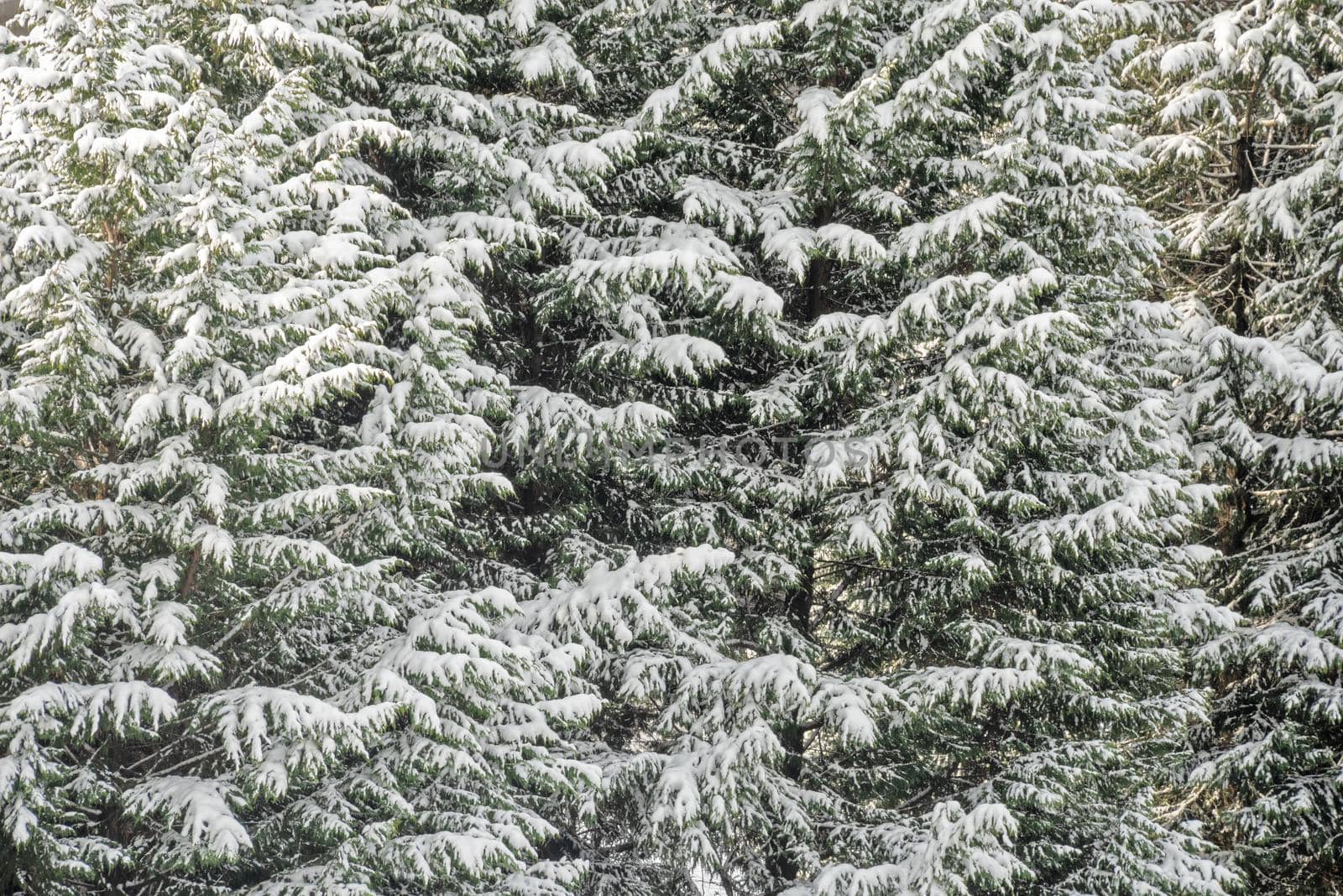 Lush of fir tree branches covered with snow. Natural texture backdrop