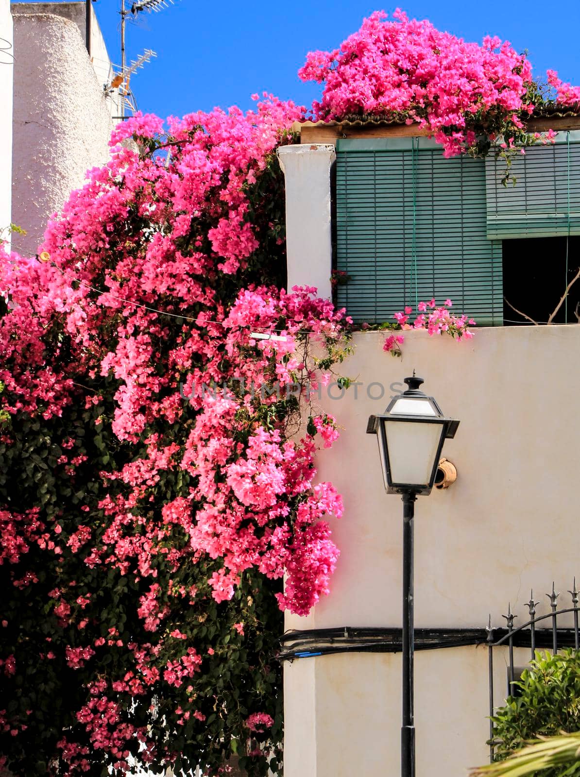 Typical Andalusian whitewashed facade with beautiful pink bougainvillea in Mojacar