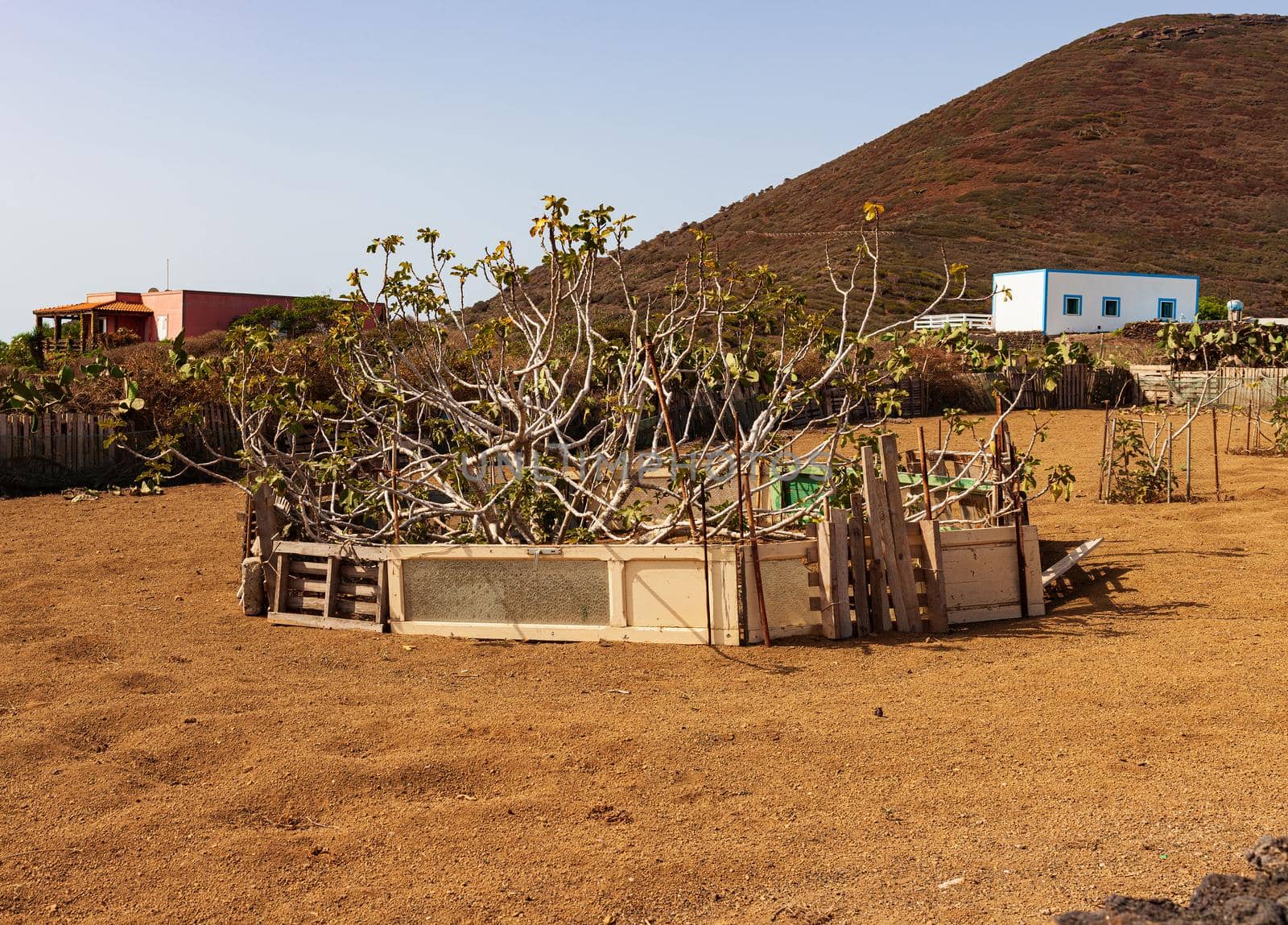 View of fig tree in the Linosa countryside by bepsimage