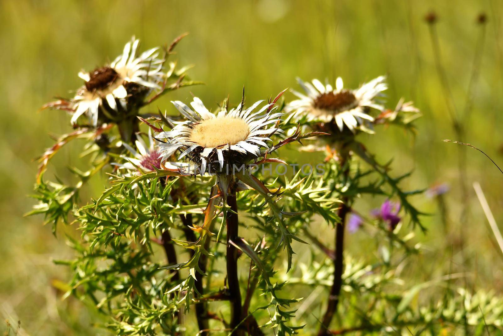 dwarf carline thistle in autumn in Germany